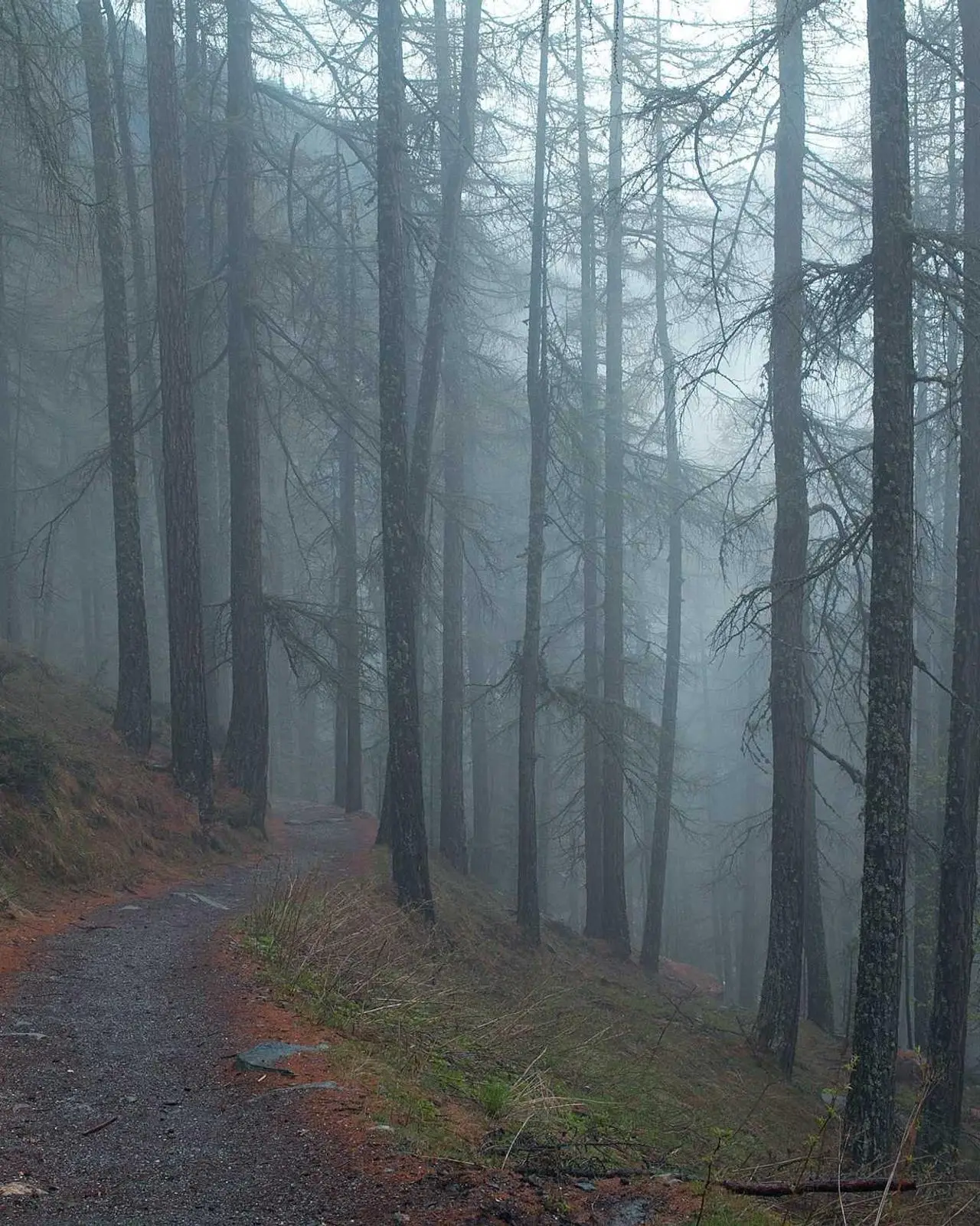 Sentier dans une forêt de conifères sous la brume